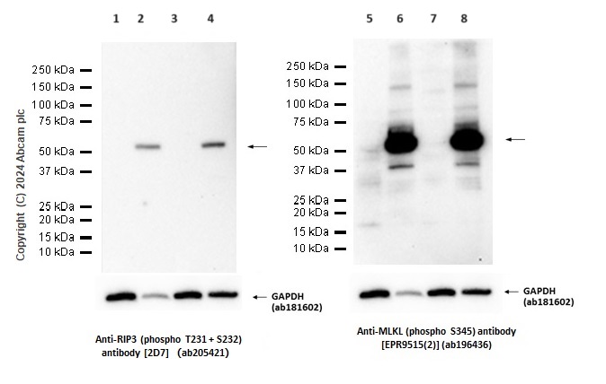 Western blot - Anti-MLKL (phospho S345) antibody [EPR9515(2)] - BSA and Azide free (AB208910), expandable thumbnail