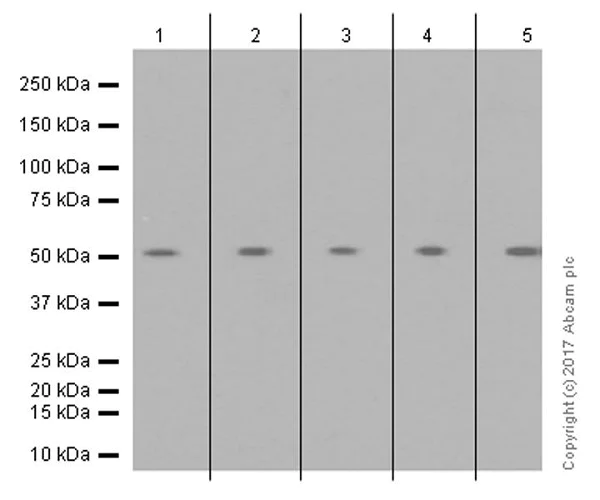 Western blot - Anti-MLKL (phospho S358) antibody [EPR9514] (AB187091)