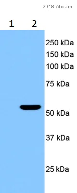 Western blot - Anti-MLKL (phospho S358) antibody [EPR9514] (AB187091)