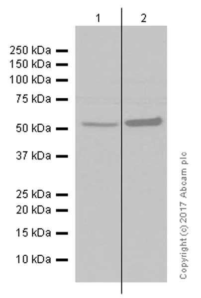 Western blot - Anti-MLKL (phospho S358) antibody [EPR9514] (AB187091)
