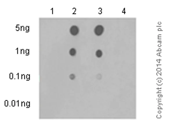 Dot Blot - Anti-MLKL (phospho S358) antibody [EPR9514] - BSA and Azide free (AB208909)