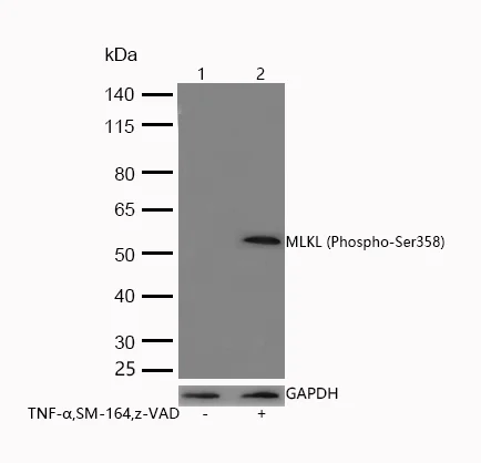 Western blot - Anti-MLKL (phospho S358) antibody [SR1963] (AB326659)