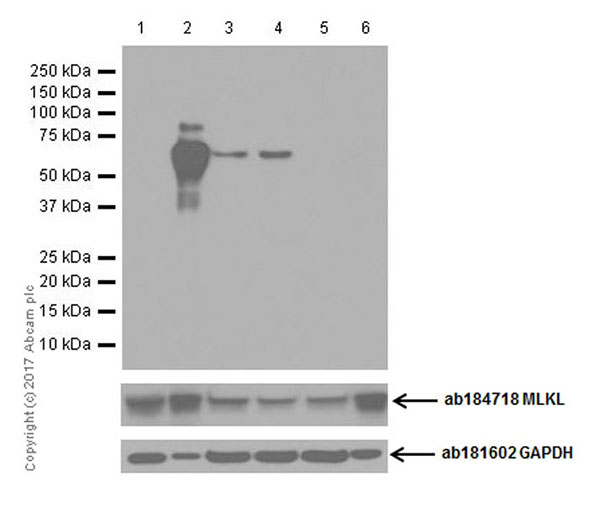 Western blot - Anti-MLKL (phospho Y222) antibody [EPR19816] - BSA and Azide free (AB271971), expandable thumbnail