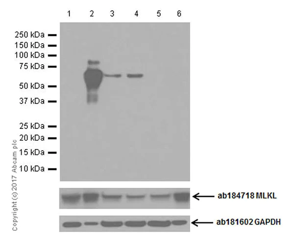 Western blot - Anti-MLKL (phospho Y222) antibody [EPR19816] - BSA and Azide free (AB271971)