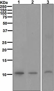 Western blot - Anti-MLLT11 antibody [CHCR115] (AB109016)
