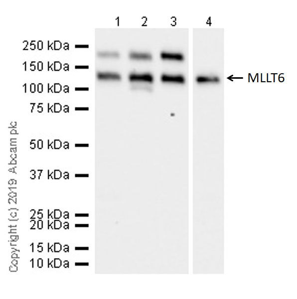 Western blot - Anti-MLLT6 antibody [EPR20977-52] - BSA and Azide free (AB263021), expandable thumbnail