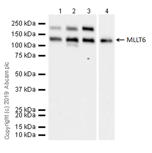 Western blot - Anti-MLLT6 antibody [EPR20977-52] - BSA and Azide free (AB263021)