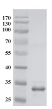 Western blot - Anti-MLV p30 antibody [4B2] (AB130757)
