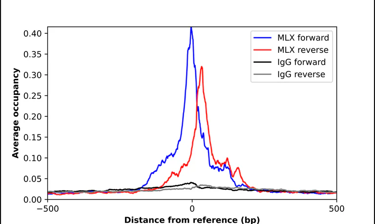ChIP - Anti-MLX Antibody (AB327259)