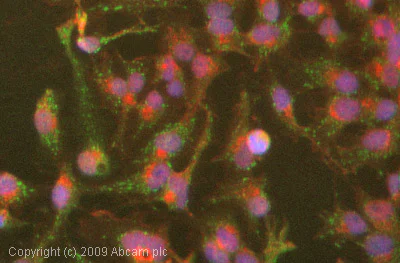 Immunocytochemistry/ Immunofluorescence - Anti-MLX antibody (AB65147)