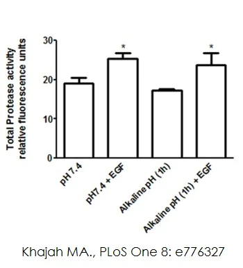 Functional Studies - MMP Activity Assay Kit (Fluorometric - Green) (AB112146)