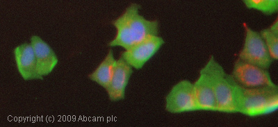 Immunocytochemistry/ Immunofluorescence - Anti-MMP1 antibody [EP1247Y] - Low endotoxin, Azide free (ab215979), expandable thumbnail