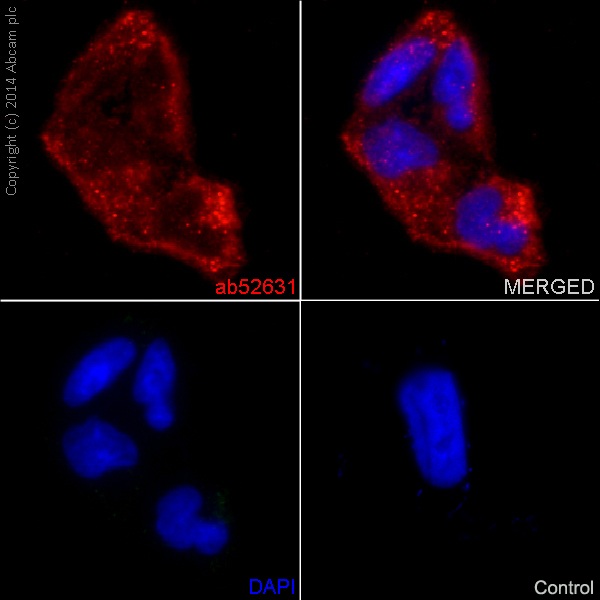 Immunocytochemistry/ Immunofluorescence - Anti-MMP1 antibody [EP1247Y] - Low endotoxin, Azide free (ab215979), expandable thumbnail