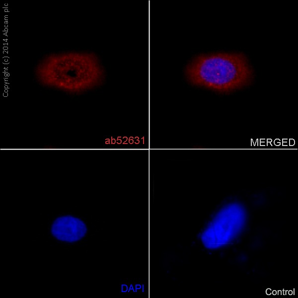 Immunocytochemistry/ Immunofluorescence - Anti-MMP1 antibody [EP1247Y] - Low endotoxin, Azide free (AB215979), expandable thumbnail