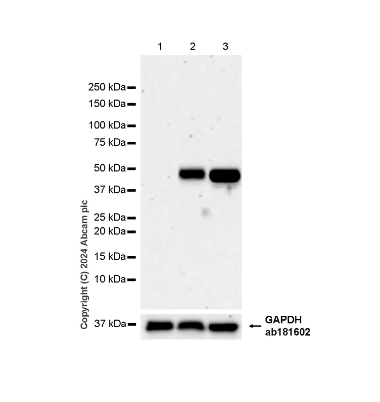 Western blot - Anti-MMP1 antibody [EPR19769-152] - BSA and Azide free (Detector) (AB242835)