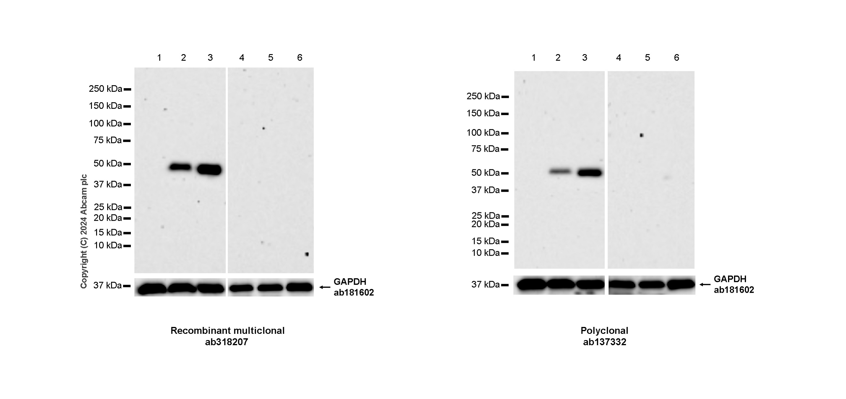 Western blot - Anti-MMP1 antibody [RM1206] - BSA and Azide free (AB318208), expandable thumbnail