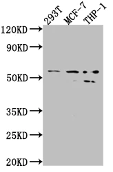 Western blot - Anti-MMP12 antibody [2G3] (AB314017)