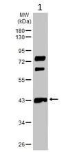 Western blot - Anti-MMP12 antibody (AB137443)