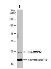 Western blot - Anti-MMP12 antibody (AB137444)