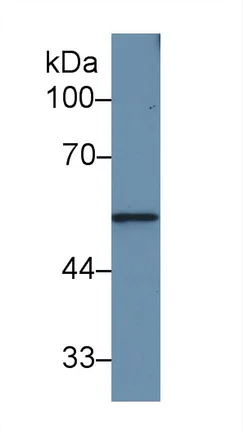 Western blot - Anti-MMP12 antibody (AB231096)