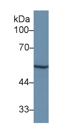 Western blot - Anti-MMP12 antibody (AB231096)