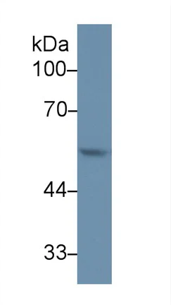 Western blot - Anti-MMP12 antibody (AB231096)