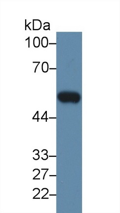 Western blot - Anti-MMP12 antibody (AB231109)