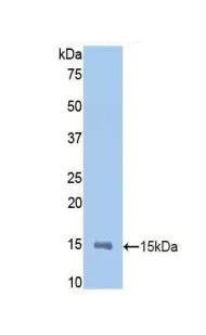 Western blot - Anti-MMP12 antibody (AB231109)