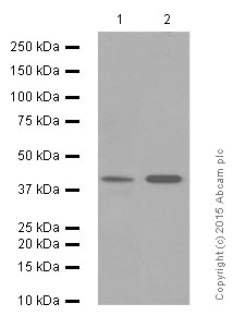 Western blot - Anti-MMP12 antibody [EP1261Y] (AB52897)