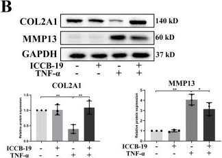 Western blot - Anti-MMP13 antibody (AB39012)