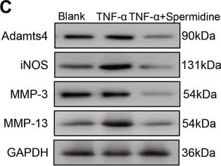 Western blot - Anti-MMP13 antibody (AB39012)