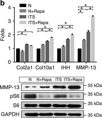 Western blot - Anti-MMP13 antibody (AB39012)