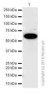 Western blot - Anti-MMP13 antibody [EP1263Y] - BSA and Azide free (AB247309)