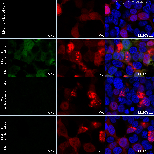 Immunocytochemistry/ Immunofluorescence - Anti-MMP13 antibody [EPR25858-87] (AB315267)