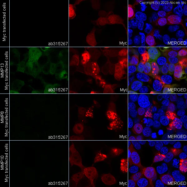 Immunocytochemistry/ Immunofluorescence - Anti-MMP13 antibody [EPR25858-87] - BSA and Azide free (AB315268)