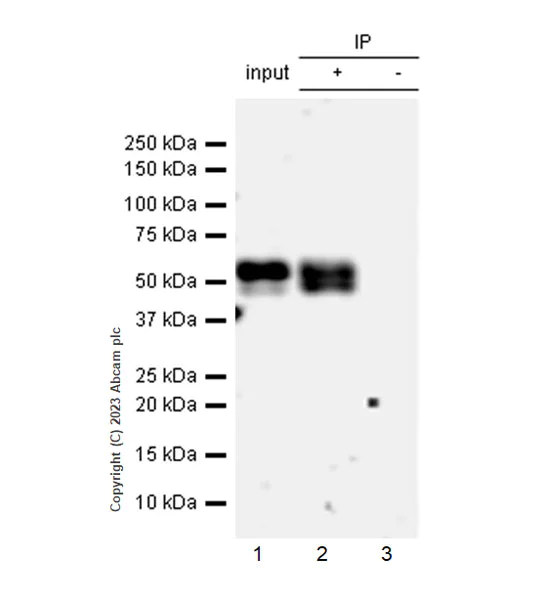 Immunoprecipitation - Anti-MMP13 antibody [EPR25858-87] - BSA and Azide free (AB315268)