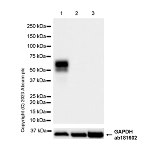 Western blot - Anti-MMP13 antibody [EPR25858-87] - BSA and Azide free (AB315268)
