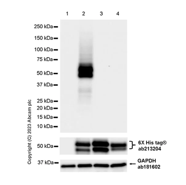 Western blot - Anti-MMP13 antibody [EPR25858-87] - BSA and Azide free (AB315268)
