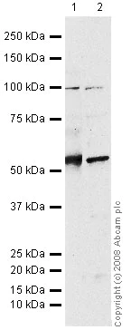 Western blot - Anti-MMP14 antibody (AB53712)