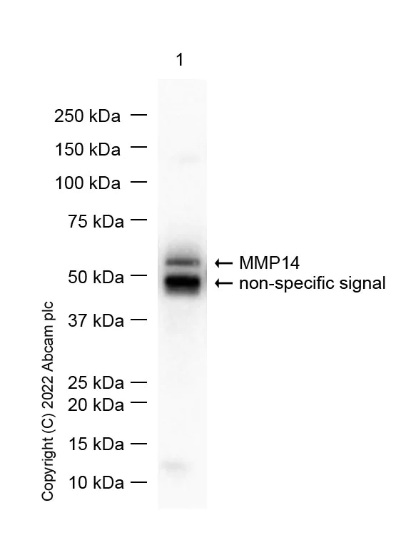 Western blot - Anti-MMP14 antibody [EP1264Y] - Low endotoxin, Azide free (AB168726)