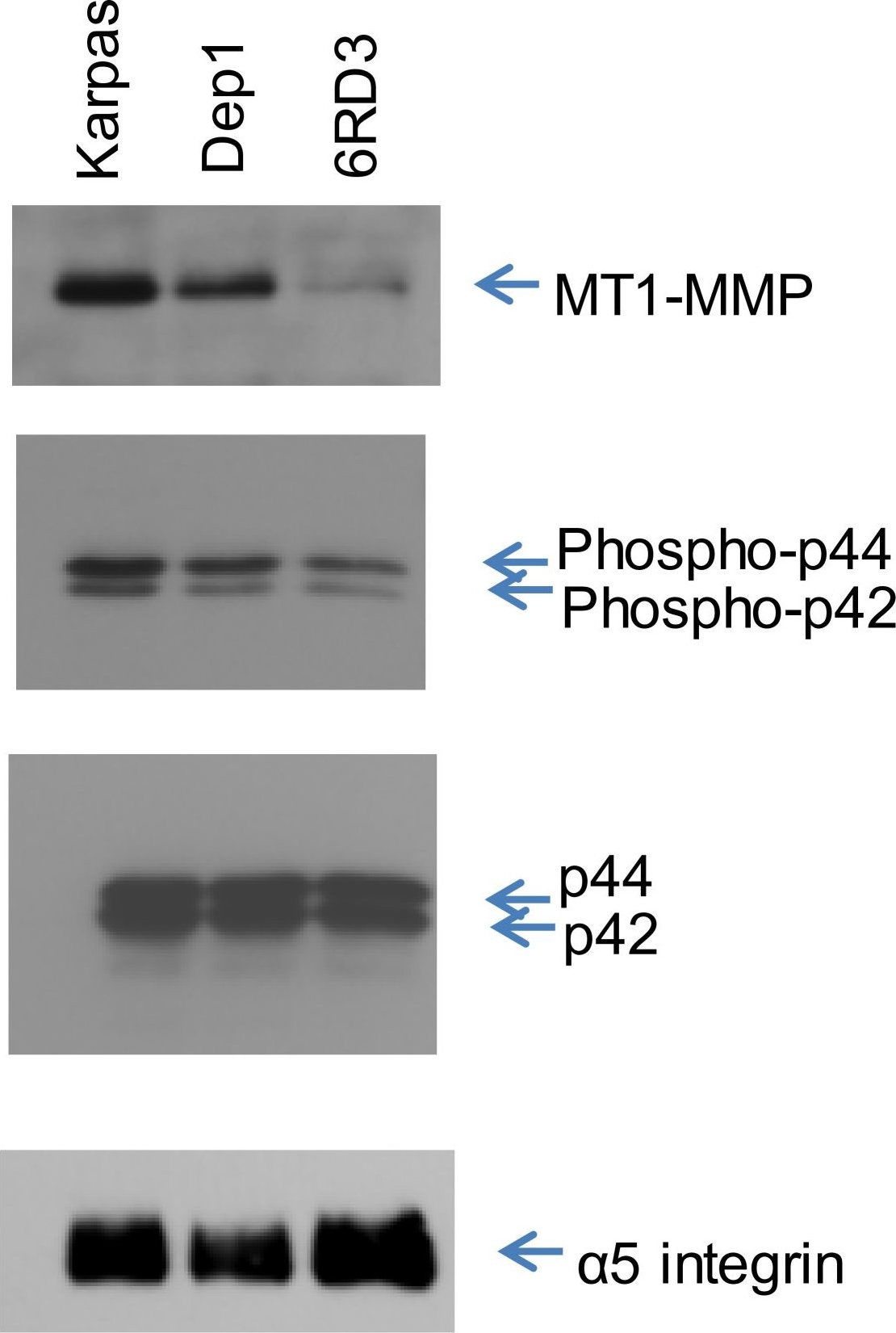 Western blot - Anti-MMP14 antibody - Hinge region (AB38971), expandable thumbnail