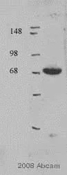 Western blot - Anti-MMP14 antibody - Hinge region (AB38971)