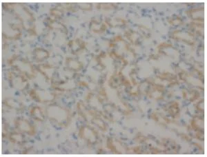 Immunohistochemistry (Frozen sections) - Anti-MMP16 antibody (AB73877)