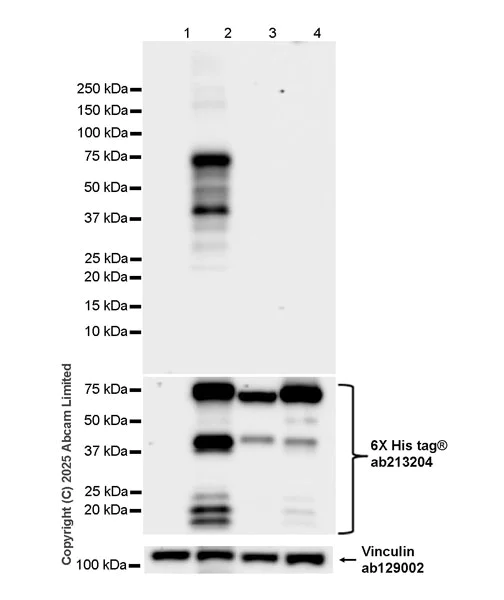 Western blot - Anti-MMP16 antibody [EPR29634-23] (AB325318)