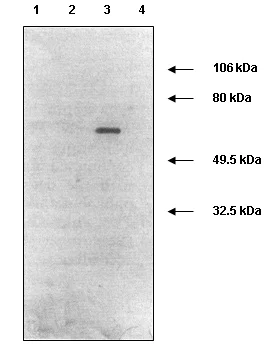 Western blot - Anti-MMP2 antibody [4D3] (AB2462)