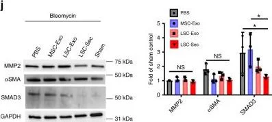Western blot - Anti-MMP2 antibody [6E3F8] (AB86607)