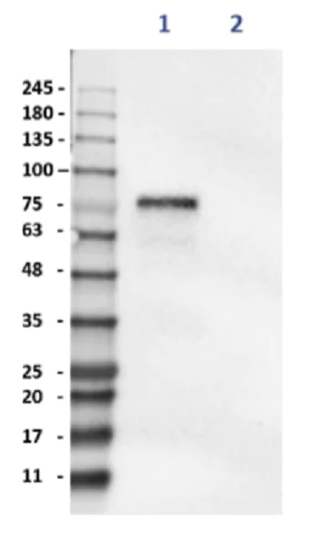 Western blot - Anti-MMP2 antibody (AB235167)
