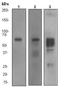 Western blot - Anti-MMP2 antibody [EPR1184] - BSA and Azide free (AB271866)