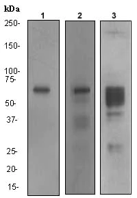 Western blot - Anti-MMP2 antibody [EPR1184] - BSA and Azide free (AB271866)