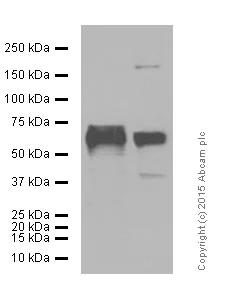 Western blot - Anti-MMP2 antibody [EPR1184] - BSA and Azide free (AB271866)